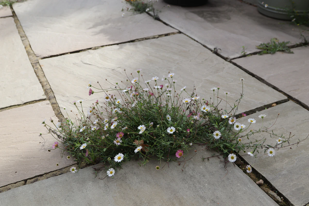 Weeds growing in the joints between patio paving stones